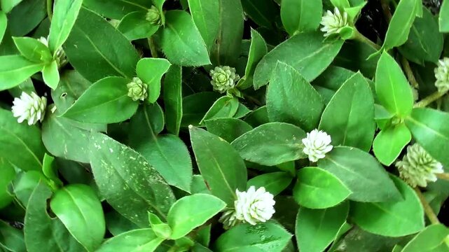 Rotate view of gomphrena serrata blooms again white flowers