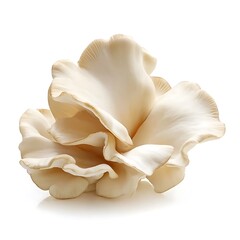 Fresh Oyster Mushroom Isolated on White Background
