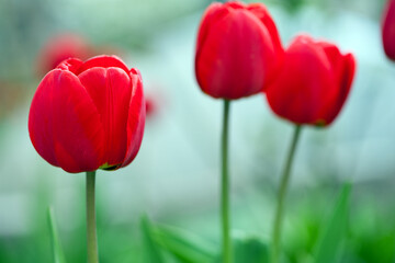 Obraz premium Tulipa. red tulips. beautiful flowers blooming in spring on a flower bed in the garden. delicate red tulips. floral holiday background, close-up, bokeh. spring flower buds