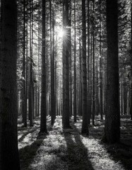 Sunbeams pierce a dense forest, creating a mystical atmosphere.