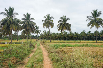 Fototapeta premium India, Karnataka, a palm tree on a grass field