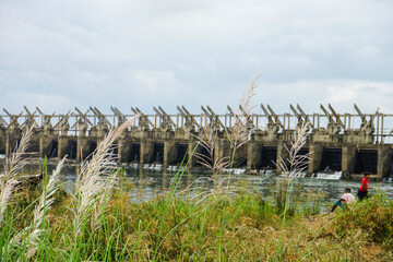 Fern plant with a water dam in the background in Karnataka, India