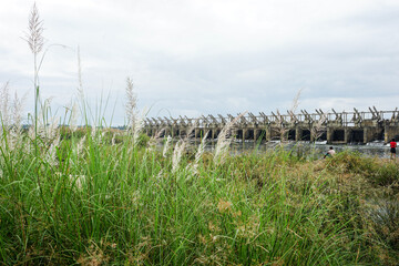 Fototapeta premium Fern plant with a water dam in the background in Karnataka, India