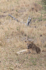 Female lion resting in dry grassland in Tarangire National Park in Tanzania East Africa