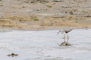 Common greenshank (Tringa nebularia) wading in river in Tarangire National Park in Tanzania East Africa