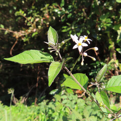 日本で冬にワルナスビが白い花を咲かせています