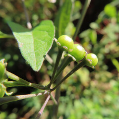 日本で冬にワルナスビが白い花を咲かせています