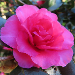 日本で冬にサザンカがピンク色の花を咲かせています