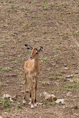 Grant Gazelle baby (Nanger granti) in Tarangire National Park in Tanzania East Africa