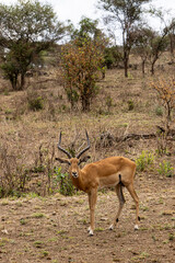 Fototapeta premium Male Grant Gazelle (Nanger granti) in Tarangire National Park in Tanzania East Africa