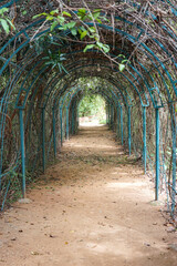 India, Karnataka, a passage under a creeper with flowers in India
