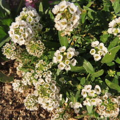 日本で冬にアリッサムが白い花を咲かせています