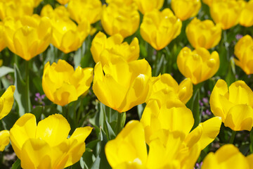 Fototapeta premium Beautiful tulip flower garden. The Expo 70 Commemorative Park, Osaka, Japan