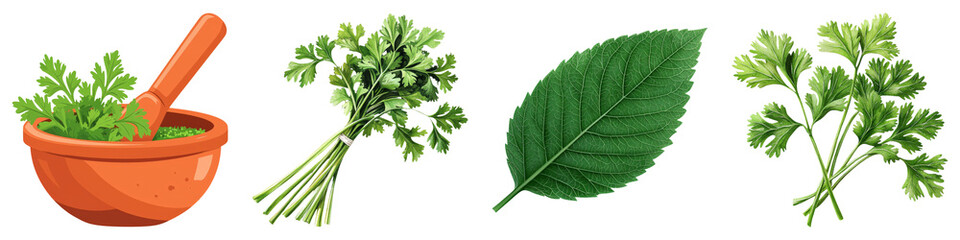 Coriander-Clipart concept. Fresh herbs displayed: mortar, sprigs, and leaves on a black background. on Transparent background.