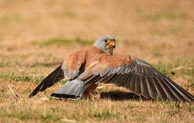 cernicalo primilla en el campo