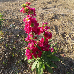 日本で冬にストックがピンク色の花を咲かせています