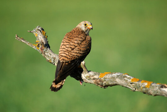 cernicalo primilla en el campo