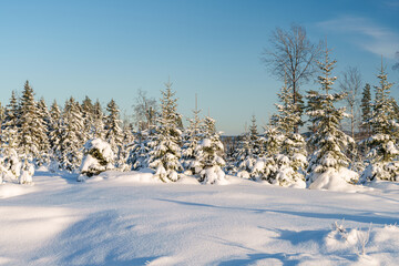 A Serene and Beautiful Winter Landscape Featuring SnowCovered Trees and a Frozen Lake in Sweden