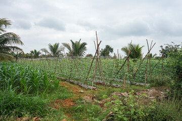 Obraz premium India, Karnataka, a plantation of beans vegetable