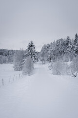 A serene winter scene featuring a snowcovered path and majestic surrounding trees