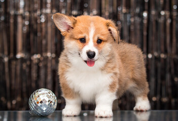 cute funny welsh corgi puppy