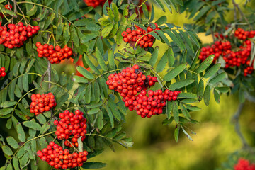 Closeup of bunch of ripe Rowan berries on a late summer evening in rural Estonia, Northern Europe