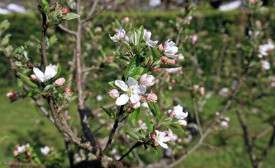Flowers, buds and leaves on a blossom apple tree in early springtime.