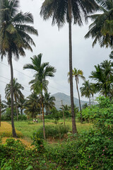 Fototapeta premium India, Karnataka, a palm tree plantation