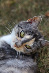 Nahaufnahme einer Katze beim entspannen auf einer Wieser