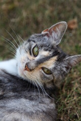 Nahaufnahme einer Katze beim entspannen auf einer Wieser