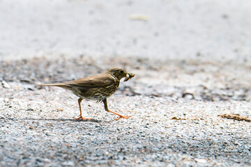 Singdrossel (Turdus philomelos)	
