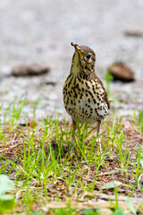 Singdrossel (Turdus philomelos)	
