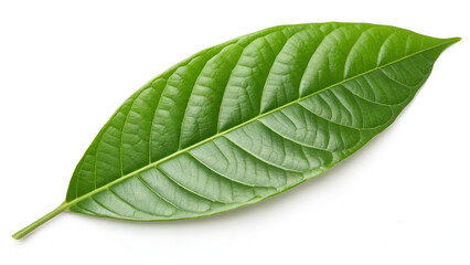 Obraz premium Pair of Vibrant Green Cocoa Leaves on White Surface