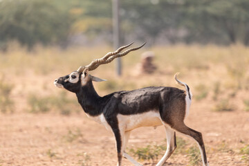A Black buck male (Antilope cervicapra) running on the grasslands of bhisnoi village in  Rajasthan, india.