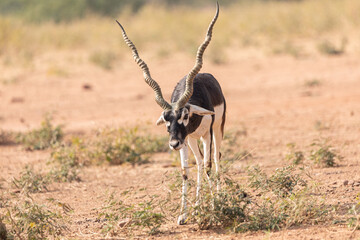 A lone Black Buck running and posing in the wild grasslands of bhisnoi villiage in Rajasthan in india.