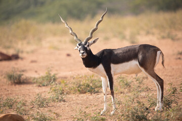 A lone Black Buck running and posing in the wild grasslands of bhisnoi villiage in Rajasthan in india.