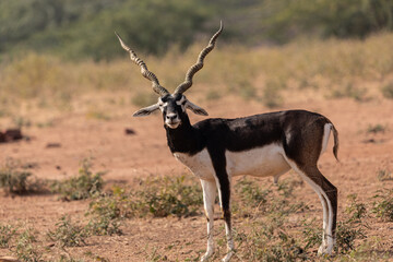 A lone Black Buck running and posing in the wild grasslands of bhisnoi villiage in Rajasthan in india.