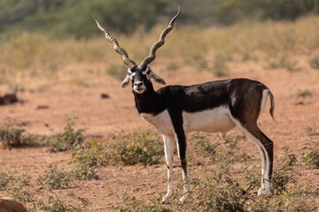 A lone Black Buck running and posing in the wild grasslands of bhisnoi villiage in Rajasthan in india.