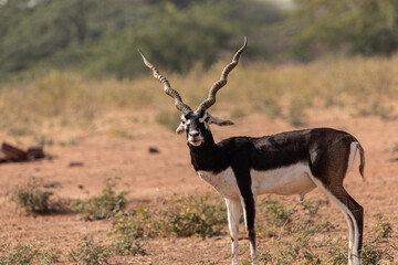 Fototapeta premium A lone Black Buck running and posing in the wild grasslands of bhisnoi villiage in Rajasthan in india.