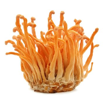 High-quality image of a Cordyceps mushroom isolated on a clean white background