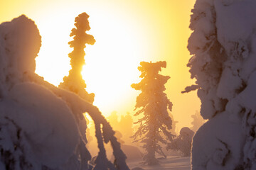 Trees with a crown-snow load in a dense fog during a sunrise in Riisitunturi National Park,...
