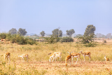 Naklejka premium A Group of black Buck female with its calfs grazing in wild grasslands of bhisnoi village of rajasthan in india
