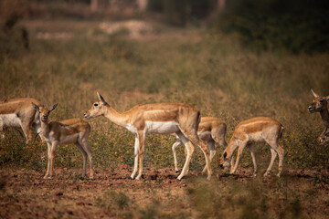 A Group of black Buck female with its calfs grazing in wild grasslands of bhisnoi village of rajasthan in india