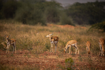 A Group of black Buck female with its calfs grazing in wild grasslands of bhisnoi village of rajasthan in india