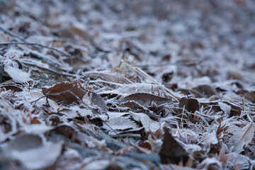 Frost-covered fallen leaves