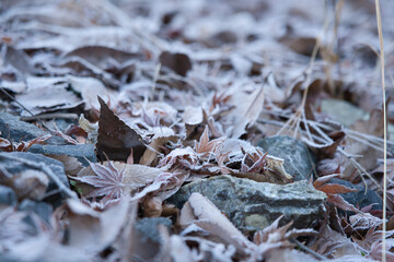 Frost-covered fallen leaves