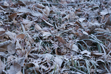 Frost-covered fallen leaves