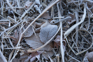 Frost-covered fallen leaves
