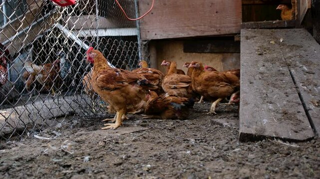 Hand held shot of young broilers or meat chickens standing in the corner next to enclosure full of hens while animals being cage free organically raised in back yard farm