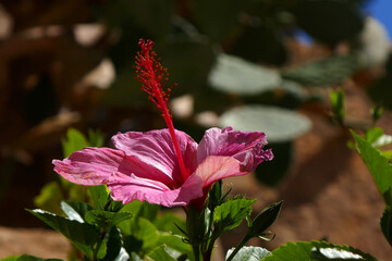 Hibiskus © Elke Hötzel